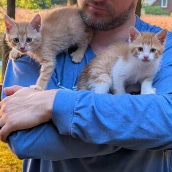Jack -  Domestic Short Hair Cat for Adoption in Madison, Wisconsin - Jack | PetCurious