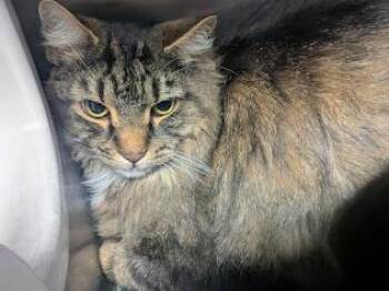 Bubba -  Domestic Long Hair Cat for Adoption in Springfield, Illinois - Bubba | PetCurious