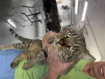 Rescue Tabby Cats for Adoption in Las Vegas, Nevada - I Expect Dinner | PetCurious