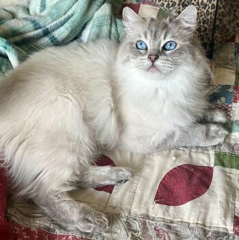 Ragdoll Cats Available for Adoption in Valparaiso, Indiana - ANOUK | PetCurious