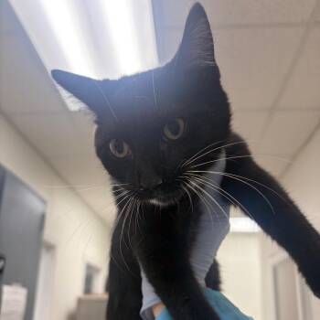 Little Tux -  Domestic Short Hair Cat for Adoption in Pekin, Illinois - Little Tux | PetCurious