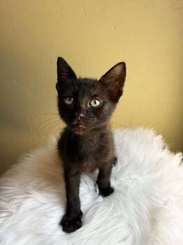 Famous Amos -  Domestic Short Hair Cat for Adoption in Tucson, Arizona - Famous Amos | PetCurious
