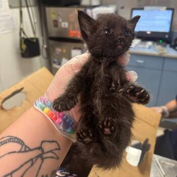 Stinkerton -  Domestic Medium Hair Cat for Adoption in Charleston, West Virginia - Stinkerton | PetCurious