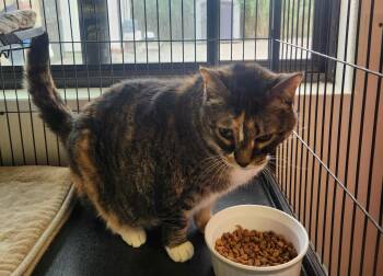 Rescue Domestic Short Hair Cats for Adoption in Yarnell, Arizona - Miss Kitty | PetCurious