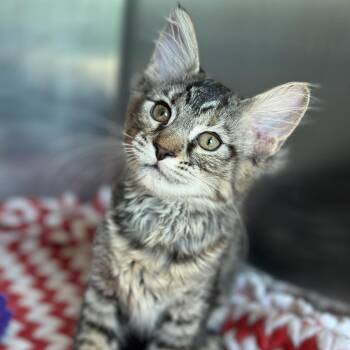 Cobra -  Domestic Medium Hair Cat for Adoption in Matteson, Illinois - Cobra | PetCurious