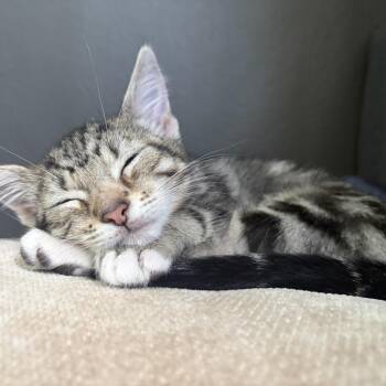 Midge -  Domestic Short Hair Cat for Adoption in Los Angeles, California - Midge | PetCurious