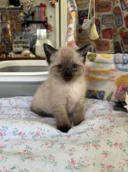 Cinderella and Swag -  Snowshoe Cat for Adoption in Springfield, Massachusetts - Cinderella And Swag | PetCurious