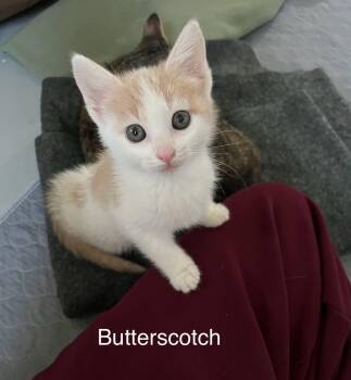 Domestic Short Hair Cats Available for Adoption in Wyandotte, Michigan - Butterscotch | PetCurious