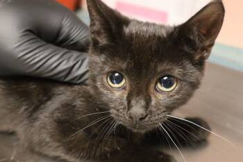 RIO -  Domestic Short Hair Cat for Adoption in Columbia, South Carolina - RIO | PetCurious