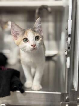 Domestic Short Hair Cats Available for Adoption in Magnolia, Texas - Holly | PetCurious