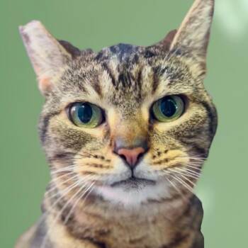 Domestic Short Hair Cats Available for Adoption in Los Angeles, California - Pippi | PetCurious
