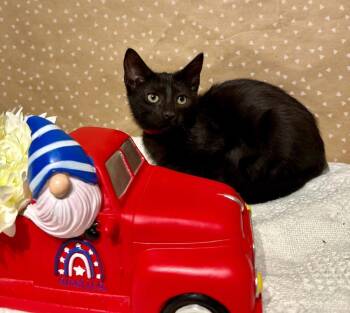 Eric -  Domestic Short Hair Cat for Adoption in Groveland, Massachusetts - Eric | PetCurious