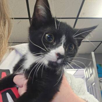 Rescue Domestic Short Hair Cats for Adoption in Spokane, Washington - Sylvia | PetCurious