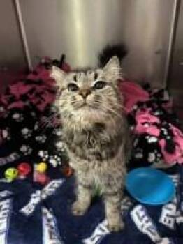 Clawdette -  Domestic Medium Hair Cat for Adoption in Manitowoc, Wisconsin - Clawdette | PetCurious