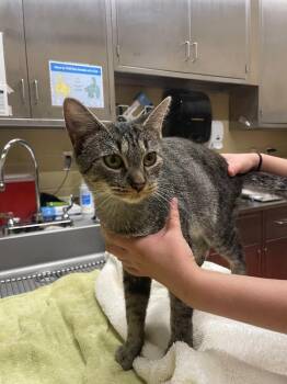 Jasmine -  Domestic Short Hair Cat for Adoption in Douglasville, Georgia - Jasmine | PetCurious