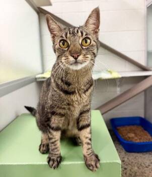 Ya Ya -  Domestic Short Hair Cat for Adoption in Sacramento, California - Ya Ya | PetCurious