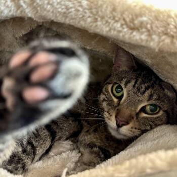 Domestic Short Hair Cats Available for Adoption in Eatontown, New Jersey - Becky | PetCurious