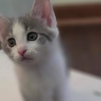 Smurfette -  Domestic Short Hair Cat for Adoption in Muncie, Indiana - Smurfette | PetCurious