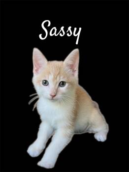 Sassy -  Domestic Short Hair Cat for Adoption in Auburn, California - Sassy | PetCurious