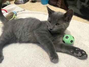 Yahtzee -  Domestic Short Hair Cat for Adoption - Yahtzee | PetCurious