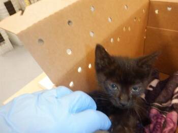 FRODO -  Domestic Medium Hair Cat for Adoption in San Jose, California - FRODO | PetCurious