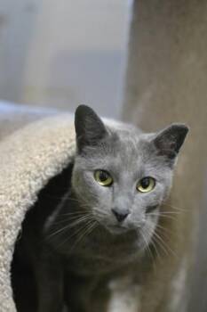Domestic Short Hair Cats Available for Adoption in New Orleans, Louisiana - Dahlia | PetCurious