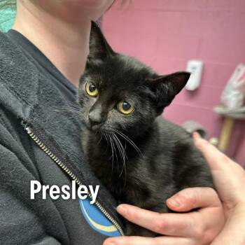 Presley -  American Shorthair Cat for Adoption in Oak Ridge, Tennessee - Presley | PetCurious