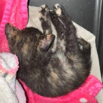 Rachel -  Domestic Short Hair Cat for Adoption in San Antonio, Texas - Rachel | PetCurious
