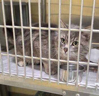 HAMLET -  Domestic Medium Hair and Domestic Short Hair Cat for Adoption in Anchorage, Alaska - HAMLET | PetCurious