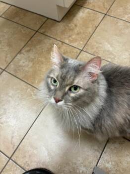 Rescue Domestic Long Hair Cats for Adoption in Bellmawr, New Jersey - Chloe | PetCurious