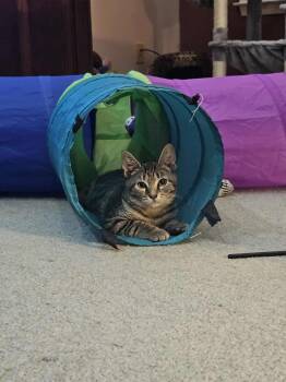 Rescue Domestic Short Hair Cats for Adoption in West Lawn, Pennsylvania - Chrissy | PetCurious