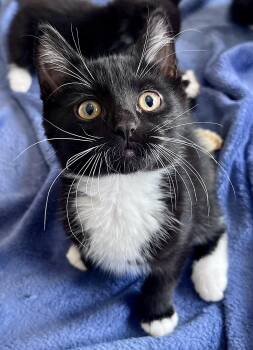 Domestic Short Hair Cats Available for Adoption - Skippy | PetCurious