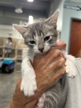 Domestic Short Hair Cats Available for Adoption in Gautier, Mississippi - Miss Jerry Lee | PetCurious