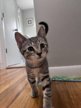 Cardamom -  Domestic Short Hair Cat for Adoption in Elmira, New York - Cardamom | PetCurious