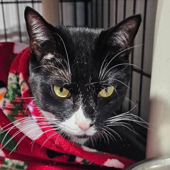 Ben -  Domestic Short Hair Cat for Adoption in Grinnell, Iowa - Ben | PetCurious