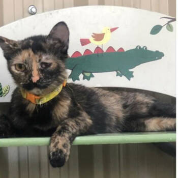 Rescue Domestic Short Hair Cats for Adoption in Merrifield, Virginia - Smurfette Kuwait | PetCurious