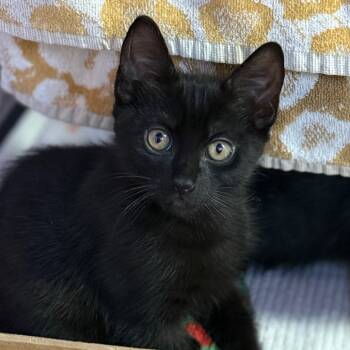 Rescue Domestic Short Hair Cats for Adoption in Redwood Valley, California - Morel | PetCurious