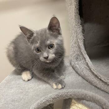 Rescue Dilute Tortoiseshell Cats for Adoption in Pendleton, Oregon - Molly | PetCurious