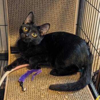 Oogie -  Domestic Short Hair Cat for Adoption in Brownsboro, Alabama - Oogie | PetCurious
