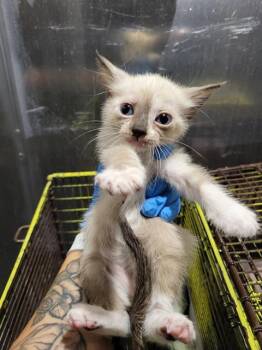 CLEOPATRA -  Domestic Short Hair Cat for Adoption in San Antonio, Texas - CLEOPATRA | PetCurious