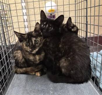LACEY -  Domestic Short Hair Cat for Adoption in Fort Myers, Florida - LACEY | PetCurious