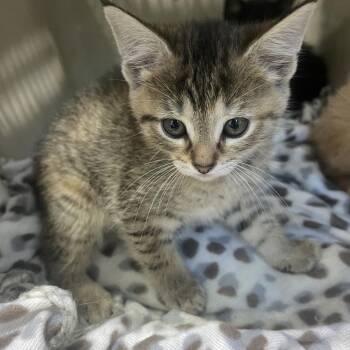 vinny -  Domestic Short Hair Cat for Adoption in Rocky Mount, Virginia - Vinny | PetCurious