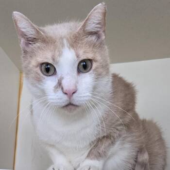 Ciao -  Domestic Short Hair Cat for Adoption in Mokena, Illinois - Ciao | PetCurious
