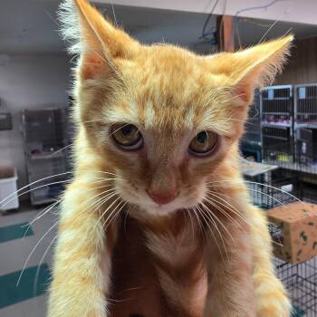 Archie -  Domestic Short Hair Cat for Adoption in Leander, Texas - Archie | PetCurious