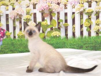 ALABAMA -  Siamese and Domestic Short Hair Cat Available for Adoption in Oroville, California - ALABAMA | PetCurious
