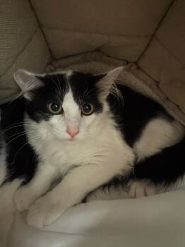 Rescue Domestic Short Hair Cats for Adoption in Bothell, Washington - Sissy | PetCurious