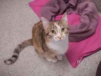 Domestic Short Hair Cats Available for Adoption - SMIRACLE | PetCurious