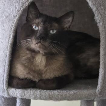 Siamese and Domestic Short Hair Cats Available for Adoption in Hartville, Ohio - Seal | PetCurious