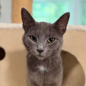 KayKay -  Domestic Short Hair Cat for Adoption in Aldie, Virginia - KayKay | PetCurious