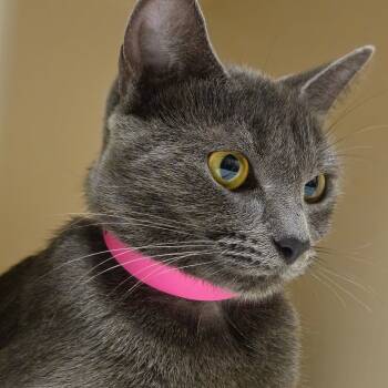 Rescue Domestic Short Hair Cats for Adoption in Auburn, Alabama - Addie | PetCurious